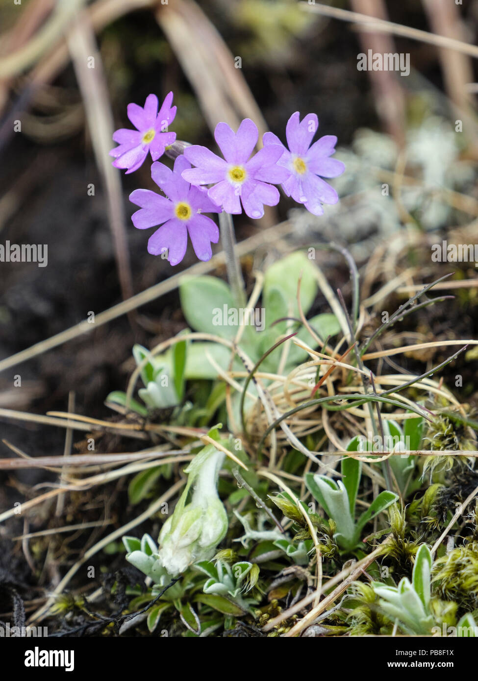 Primula scandinavo (Primula scandinavica) è nativo e endemica in Norvegia. Trollfjell Geoparco sull isola di Vega Norvegia Scandinavia Europa Foto Stock