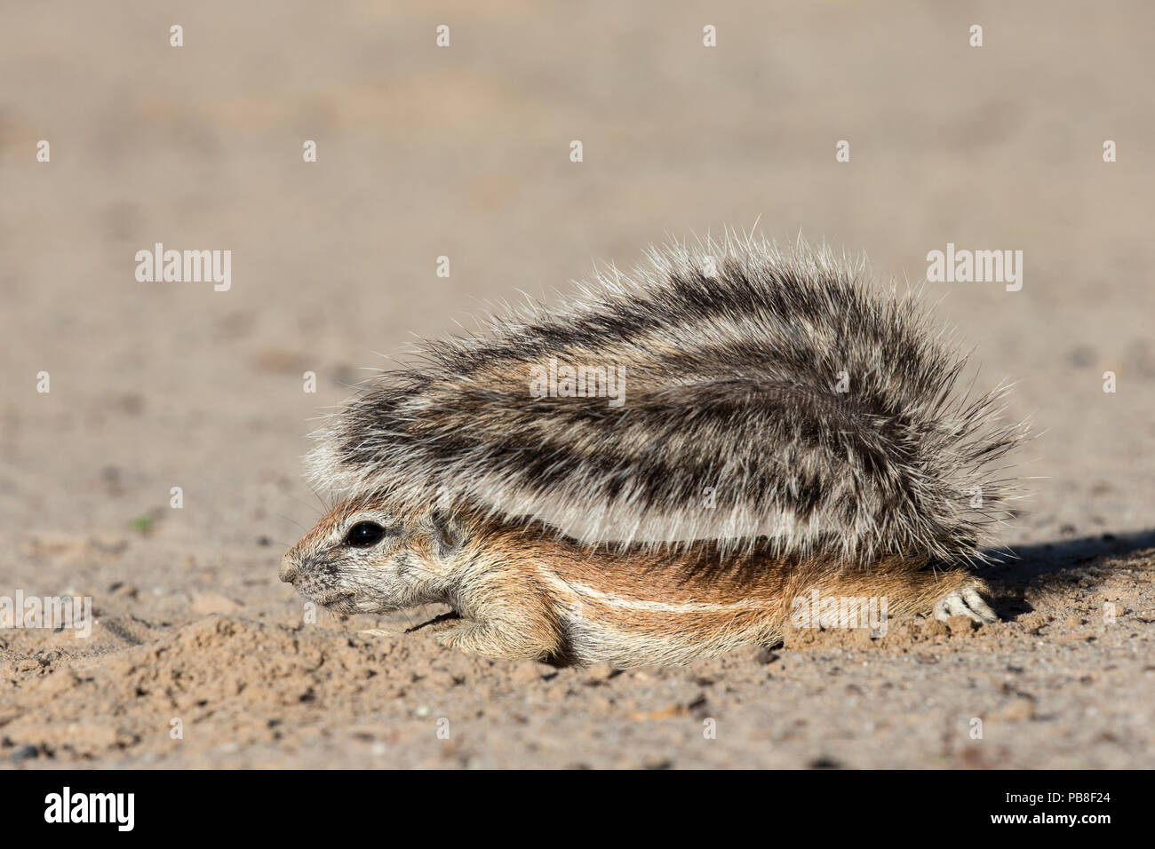 Massa (scoiattolo Xerus inauris) giovani usando il comando tail per ombra, Kgalagadi Parco transfrontaliero, Northern Cape, Sud Africa Foto Stock