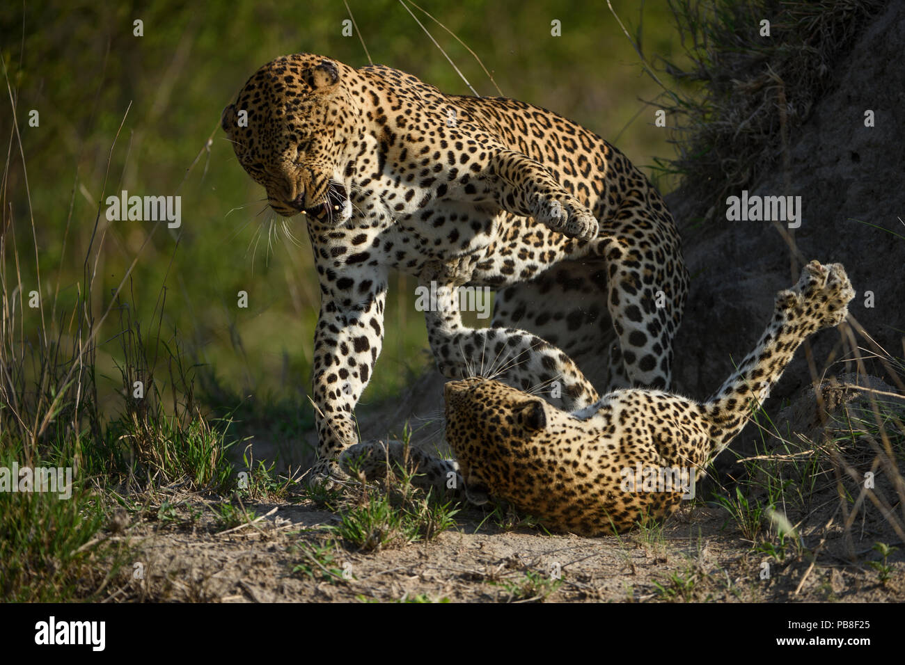 Leopard (Panthera pardus) femmina combattendo contro maschio dopo che egli cerca di accoppiarsi con lei. Londolozi Private Game Reserve, Sabi Sand Game Reserve, Sud Africa. Foto Stock