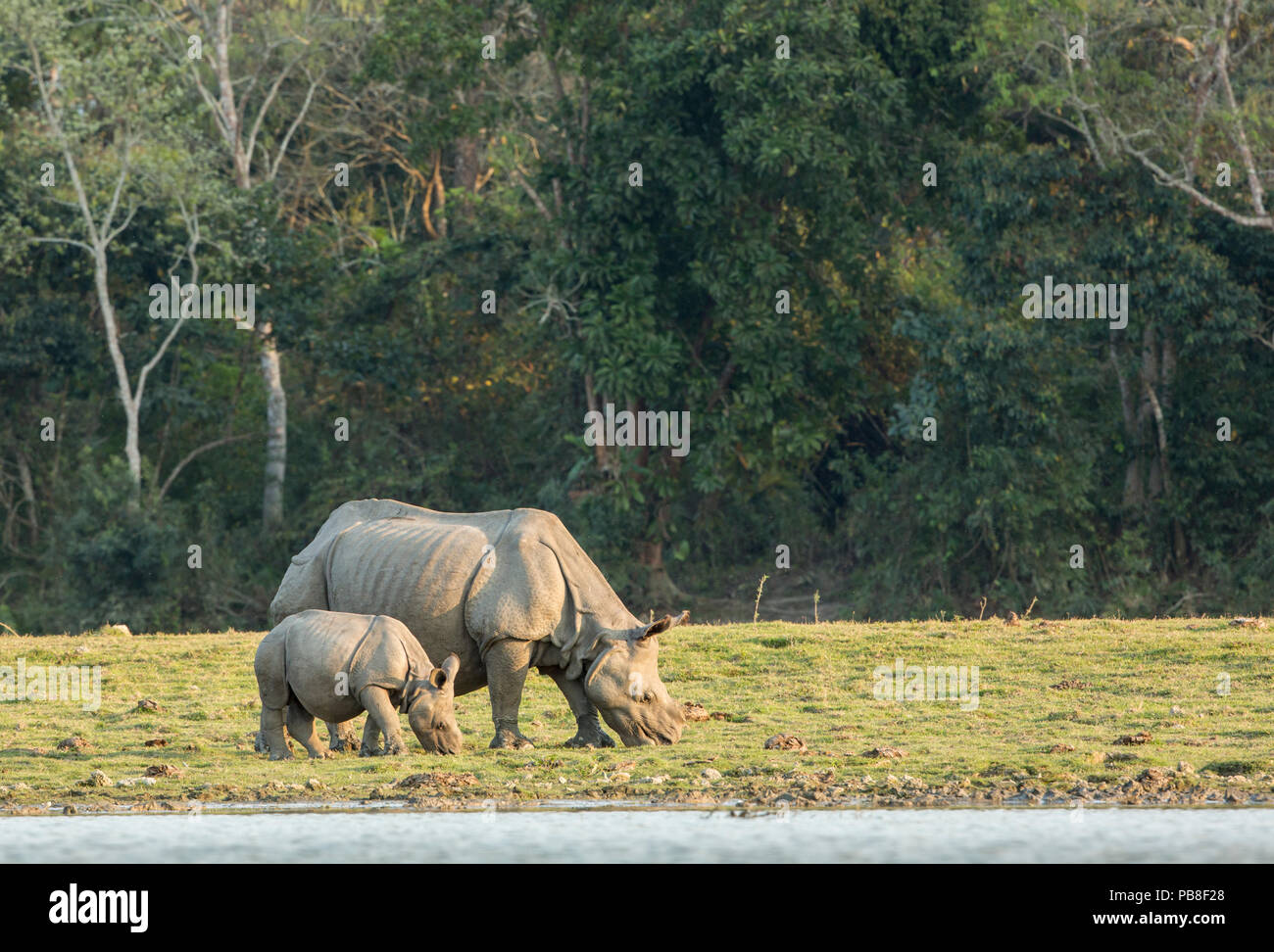 Il rinoceronte indiano (Rhinoceros unicornis), la madre e il pascolo di vitello lungo lago. Il Parco Nazionale di Kaziranga, India. Foto Stock