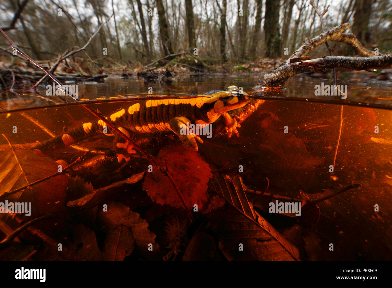 Salamandra pezzata (Salamandra salamandra) in acqua, Borgogna, in Francia, in marzo. Foto Stock