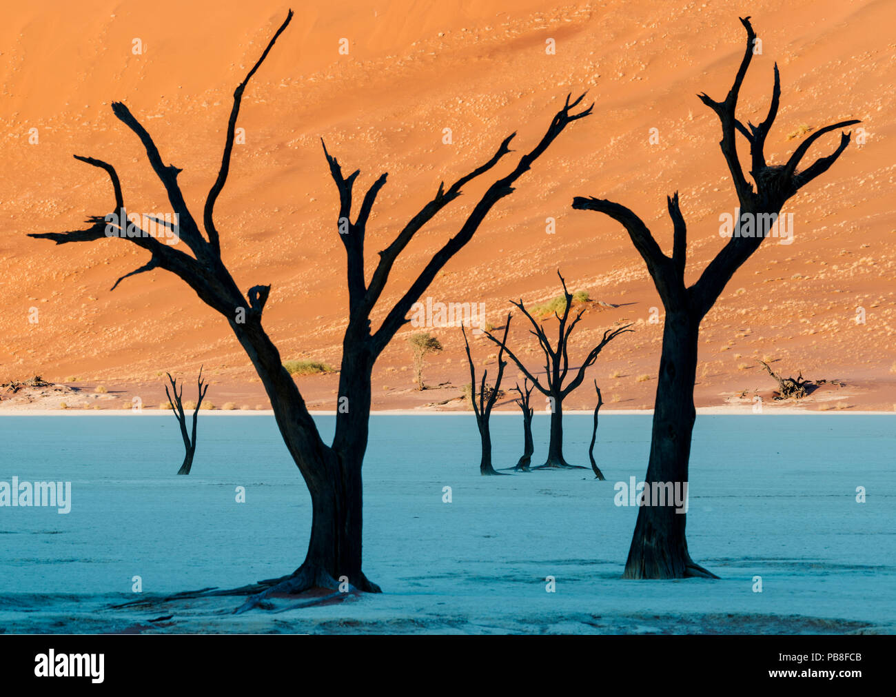 Dead Vlei, con essiccato 900 anno vecchi alberi in piedi in salina circondato da imponenti dune di sabbia rossa. Namib-Naukluft National Park, Namibia. Giugno 2013. Foto Stock