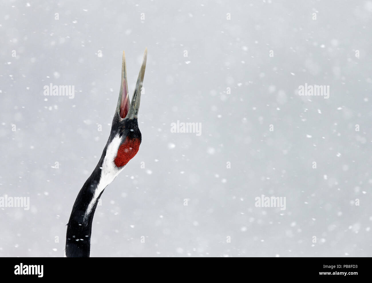 Giapponese / rosso-crowned crane (Grus japonicus) sola gru chiamando, parte di incollaggio e di corteggiamento, Hokkaido in Giappone Febbraio Foto Stock