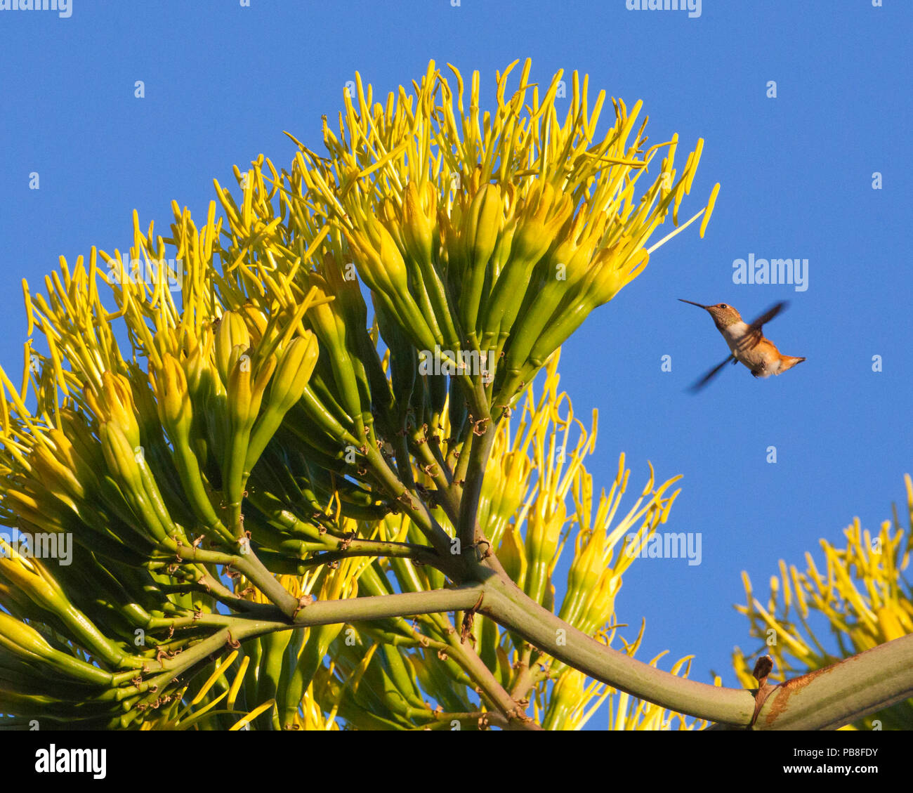 Giovani Rufous hummingbird (Selasphorus rufus) visitando Agave fiori. Pasadena, California, USA, luglio. Foto Stock