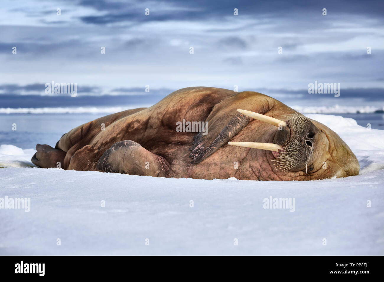Atlantic tricheco (Odobenus rosmarus) con un naso che cola, suono addormentato su ghiaccio floe, Svalbard, Norvegia, Giugno Foto Stock