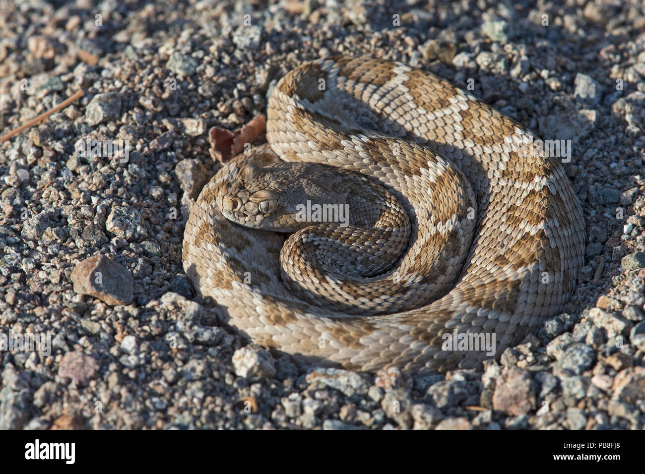 Rattleless / Isla Santa Catalina rattlesnake (Crotalus catalinensis) sono endemiche, marrone fase, Isola di Santa Catalina, Baja California, Messico, specie gravemente minacciate Foto Stock
