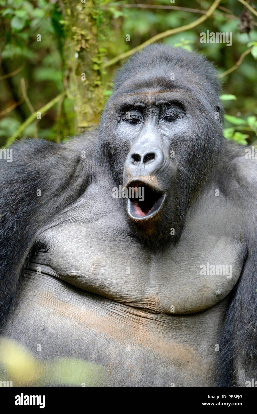 Pianura orientale (gorilla Gorilla beringei graueri) silverback chiamando nella foresta equatoriale di Kahuzi Biega National Park. Il sud Kivu, nella Repubblica democratica del Congo, Africa Foto Stock