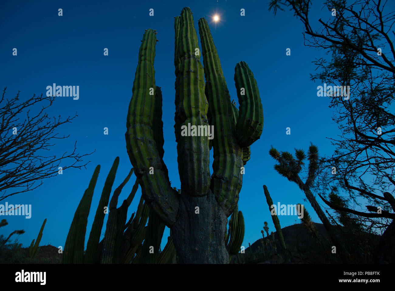 Elephant cactus (Pachycereus Pringlei) di notte, Vizcaino deserto, Baja California, Messico, maggio. Foto Stock