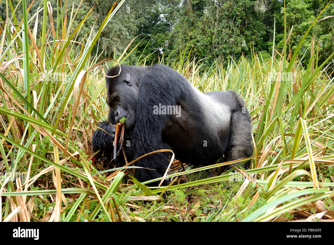 Pianura orientale (gorilla Gorilla beringei graueri), argento indietro maschio dominante, alimentando nelle paludi, Kahuzi Biega NP, Repubblica Democratica del Congo. Foto Stock