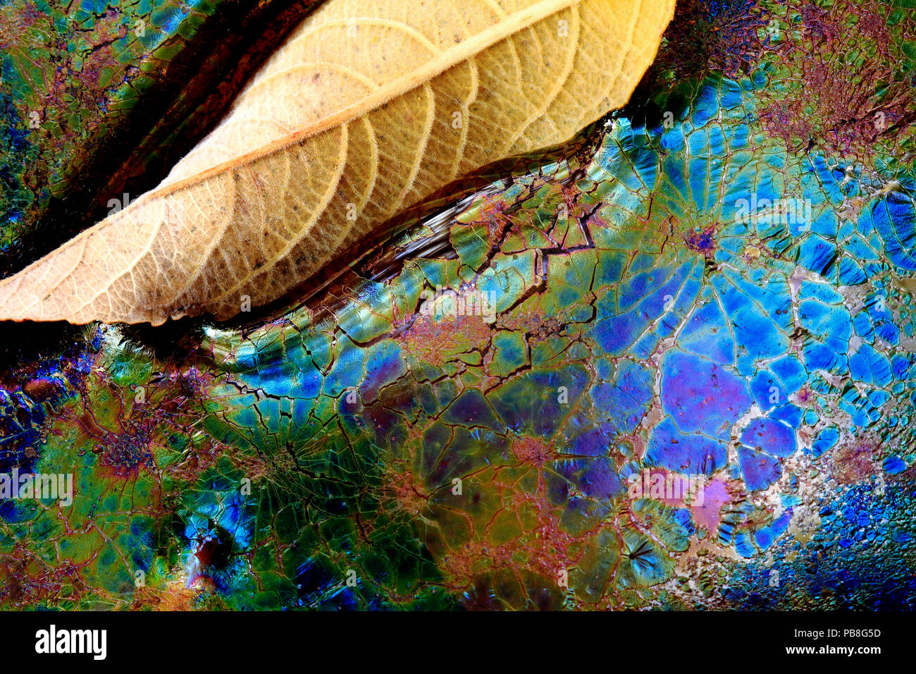 Batteri (Lepthotryx discophora) causando modelli iridescente e salice bianco foglia (Salix alba) nel fiume, Sierra de Grazalema Parco Naturale, il sud della Spagna, Novembre. Foto Stock