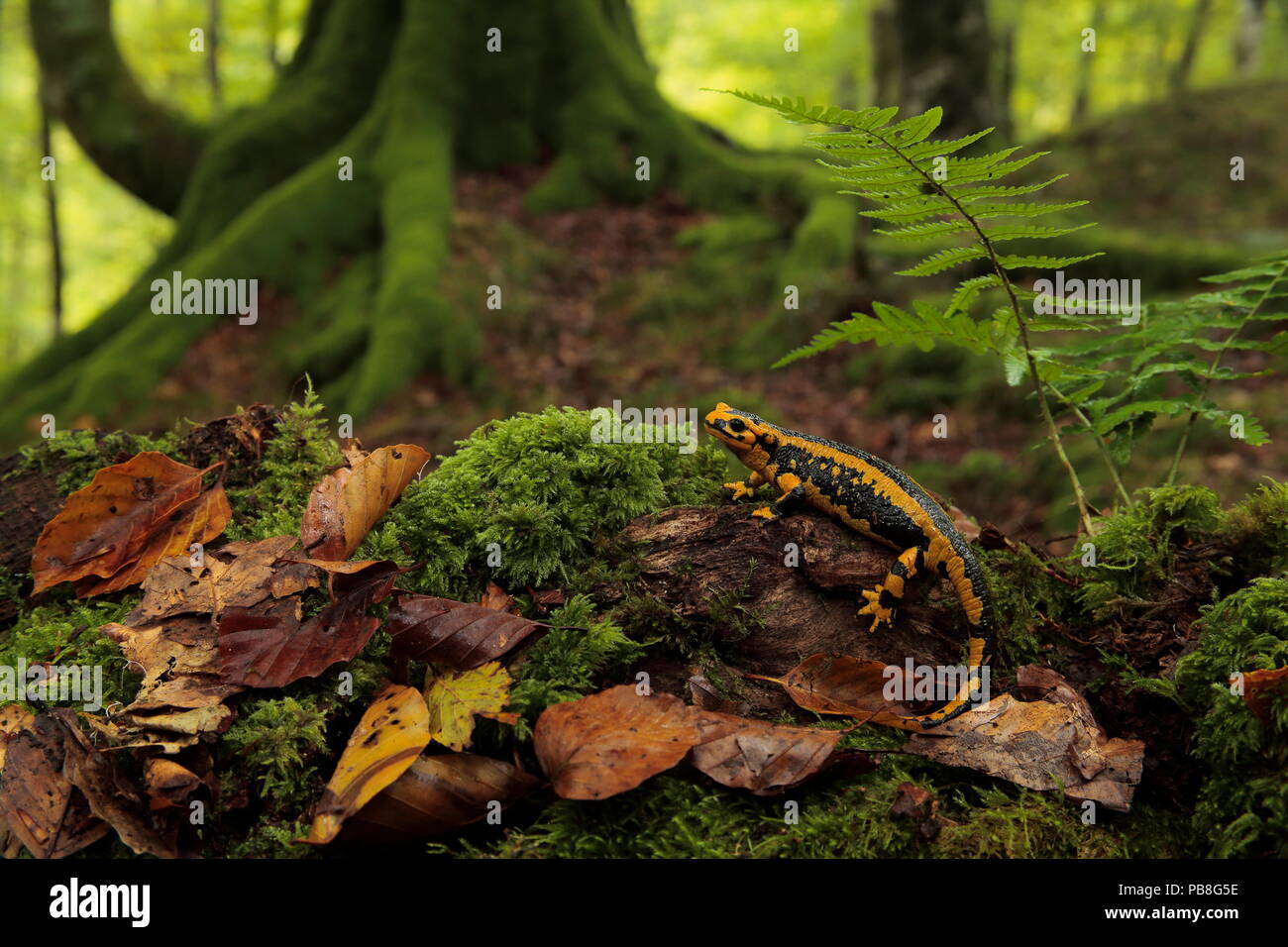 Salamandra pezzata (Salamandra salamandra) in una foresta di faggio (Fagus sylvatica) Saja Besaya parco naturale, Saja, Cantabria, Spagna, Agosto. Foto Stock