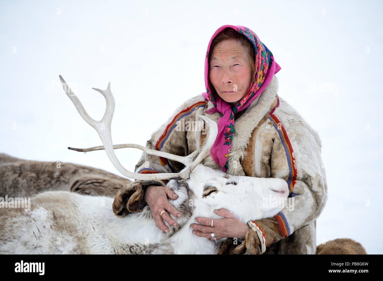 Un tundra nenets donna con il suo ''akva'' pet (renna Rangifer tarandus), Yar-Sale distretto, Yamal, a nord-ovest della Siberia, Russia, Aprile 2016 Foto Stock