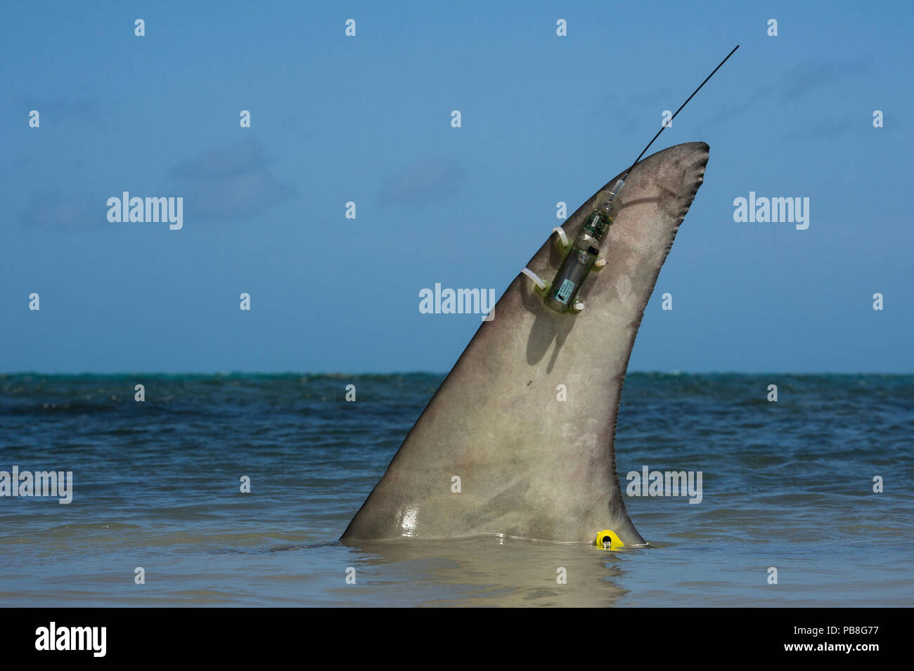 Grande squalo martello (Sphryna mokarran) con aletta montata ARGOS trasponditore satellitare da MAR Alliance, Lighthouse Reef Atoll, Belize. Maggio 2015. Foto Stock