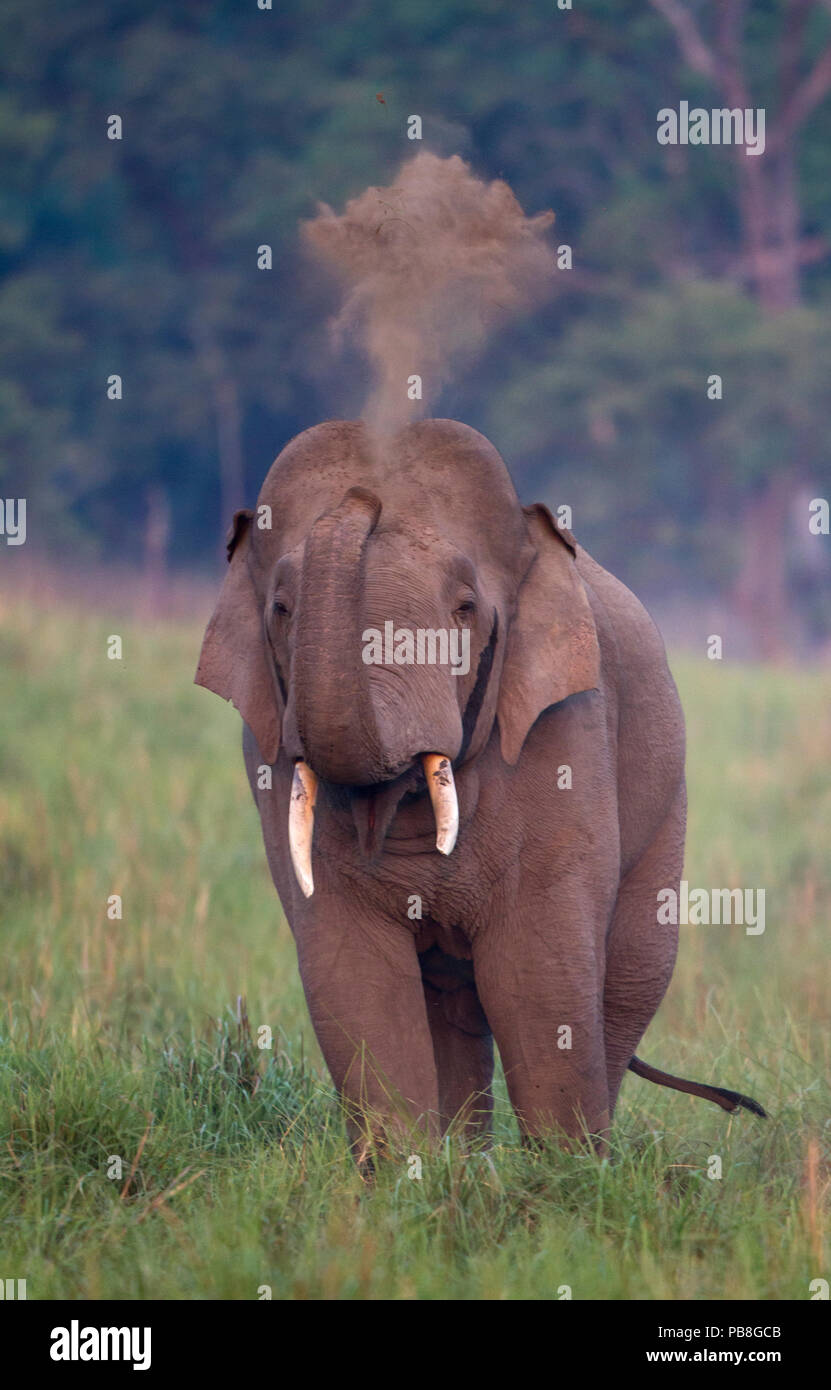 Elefante asiatico (Elephas maximus) maschio tenendo bagno di polvere. Jim Corbett National Park, India. 2014 Foto Stock