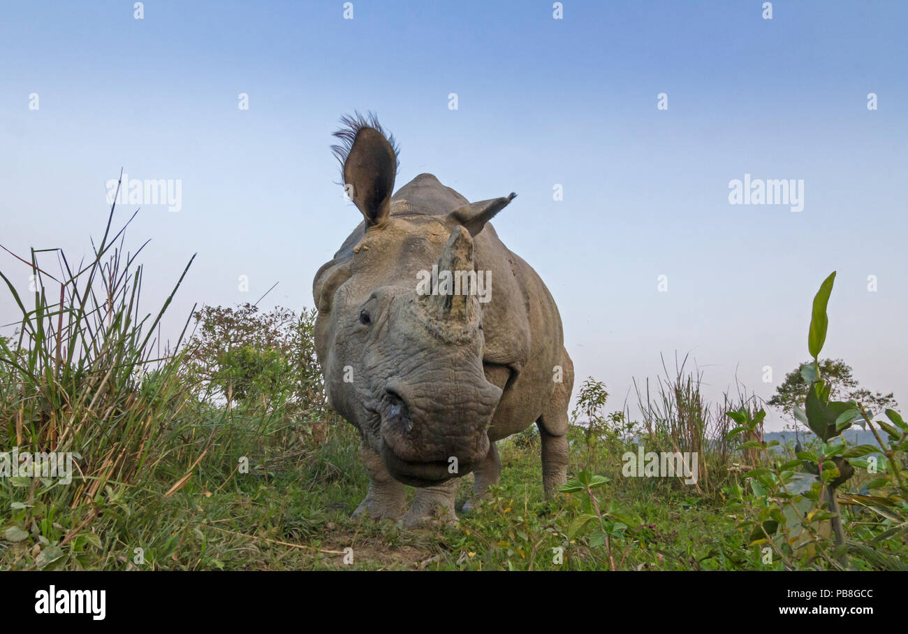 Il rinoceronte indiano (Rhinoceros unicornis), bassa angolazione del maschio, il Parco Nazionale di Kaziranga, India. Foto Stock
