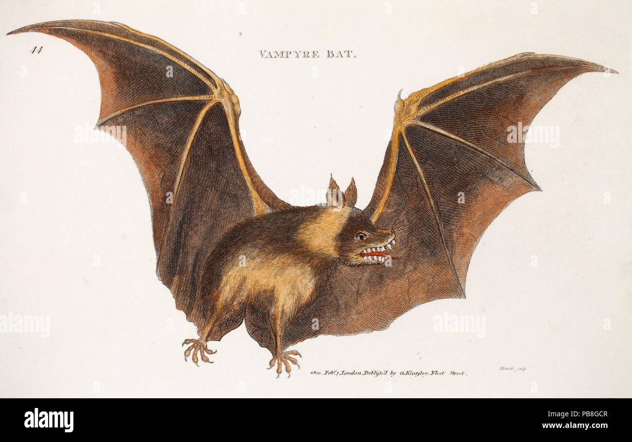 Illustrazione di un vampiro bat (Vespertilio vampyrus) da Heath 1800 pubblicato in George Shaw " Zoologia generale o Zoologia sistematica', in cui i Pipistrelli Vampiro di abitudini alimentari sono descritti. Tuttavia questa è una misidentification e il disegno è di un indiano fruitbat (Pteropus giganteus) Foto Stock