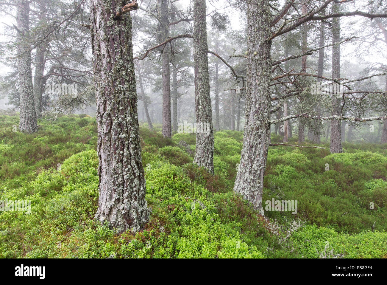 Un tappeto di Blaeberry (Vaccinium myrtillus) in pino silvestre (Pinus sylvestris) foresta, Rothiemurchus foresta, Cairngorms National Park, Scozia, Giugno. Foto Stock