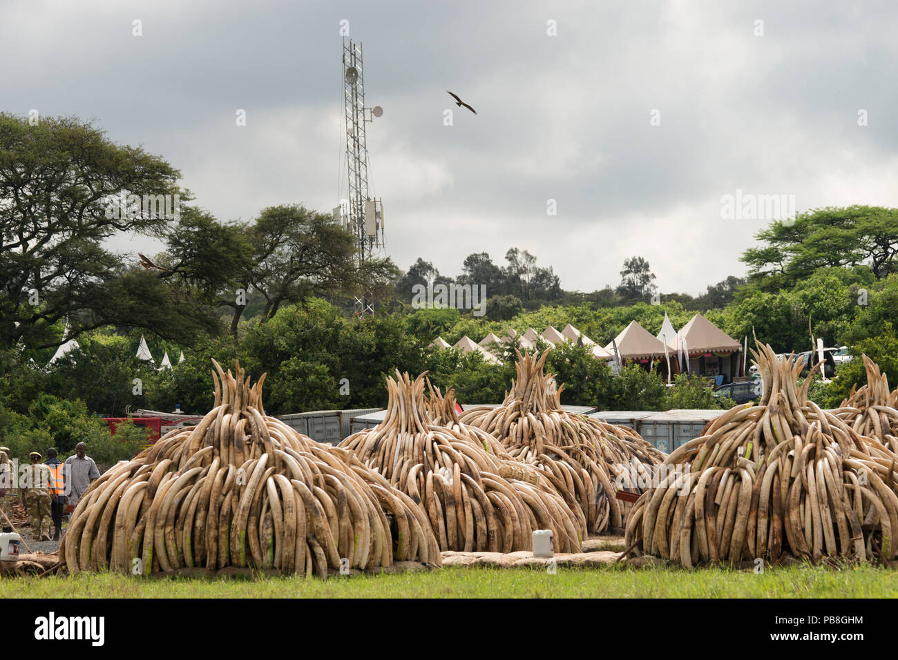 Elefante africano (Loxodonta africana) Ivory in pile, pronti per essere masterizzati dal Kenya Wildlife Service (KW). La masterizzazione incluso 105 tonnellate di avorio di elefante per un valore di oltre 150 milioni di dollari del Parco Nazionale di Nairobi, Kenya, 30 aprile 2016. Foto Stock
