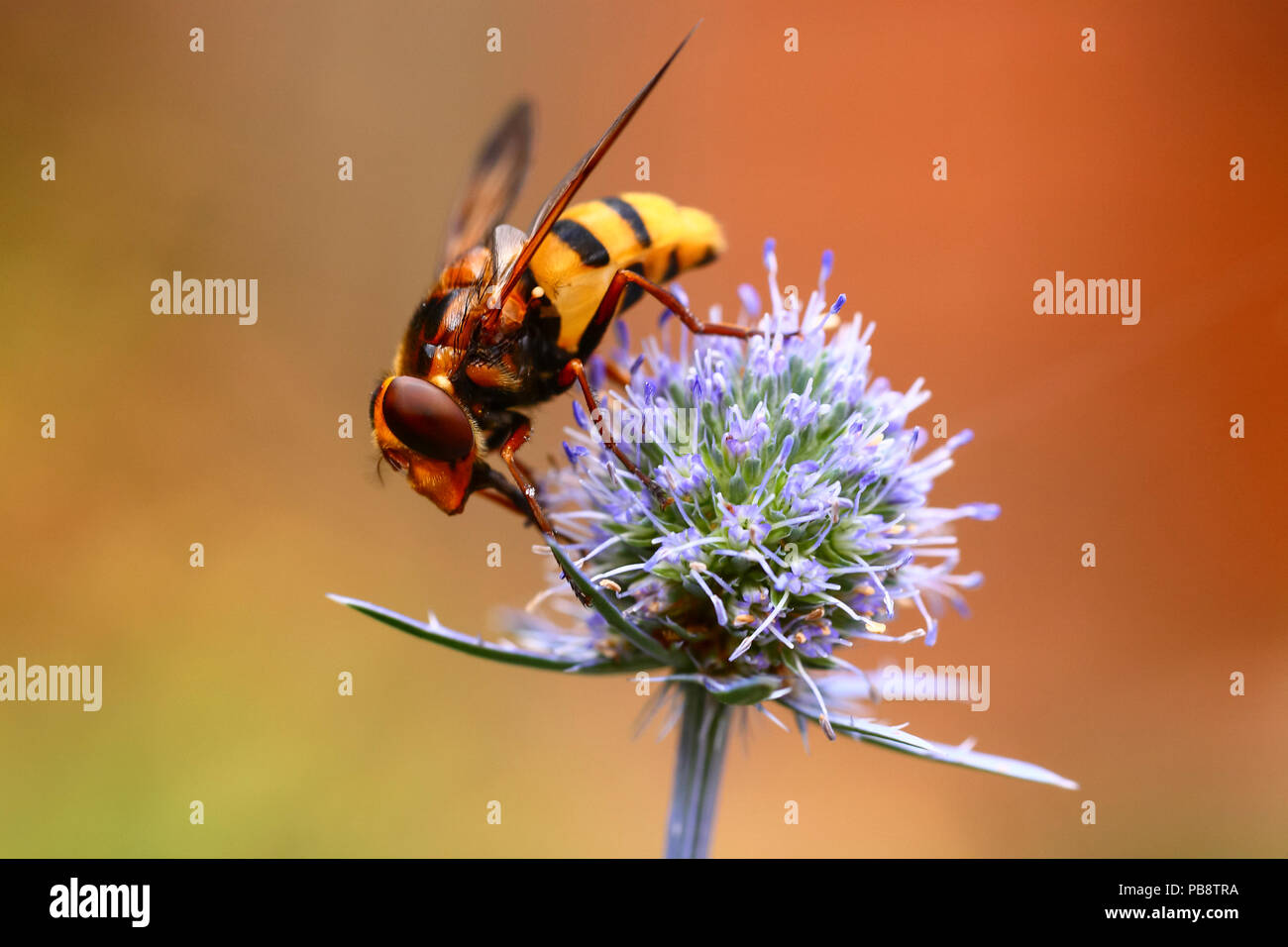 Leeds West Yorkshire Regno Unito il 27 luglio 2018. Regno Unito: meteo con le previsioni di tuoni e pioggia più tardi oggi nel nord dell'Inghilterra hoverflies stavano facendo la maggior parte del giorno caldo mare impollinatori holly (Eryngium) Fiori,l'Hornet mimare hoverfly utilizza Batesian mimica per farsi guardare come un hornet per aiutare a proteggersi dai predatori. Credito: Andrew Gardner/Alamy Live News Foto Stock