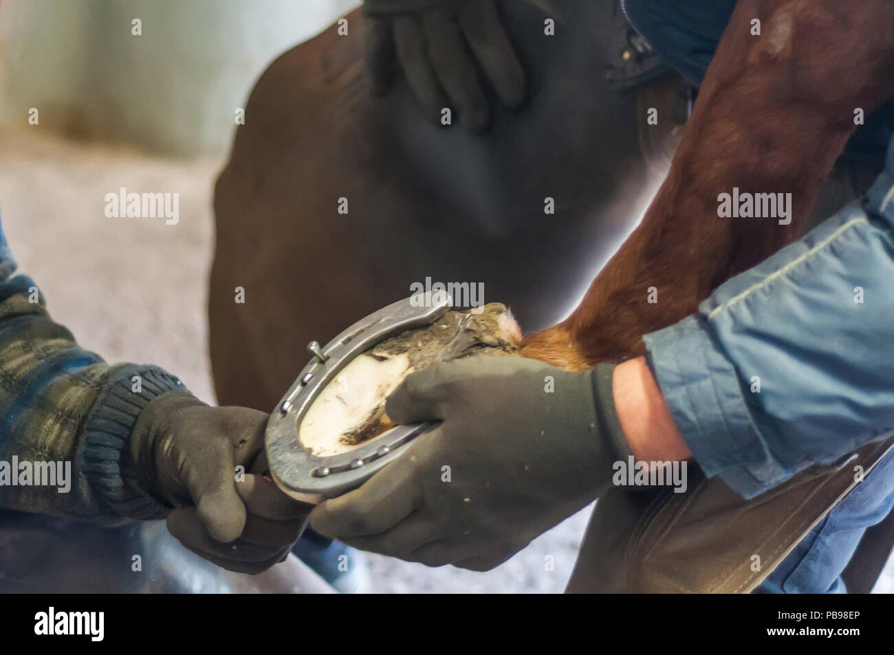 Fabbro mettendo il metallo Ferri da cavallo per cavalli. Foto Stock