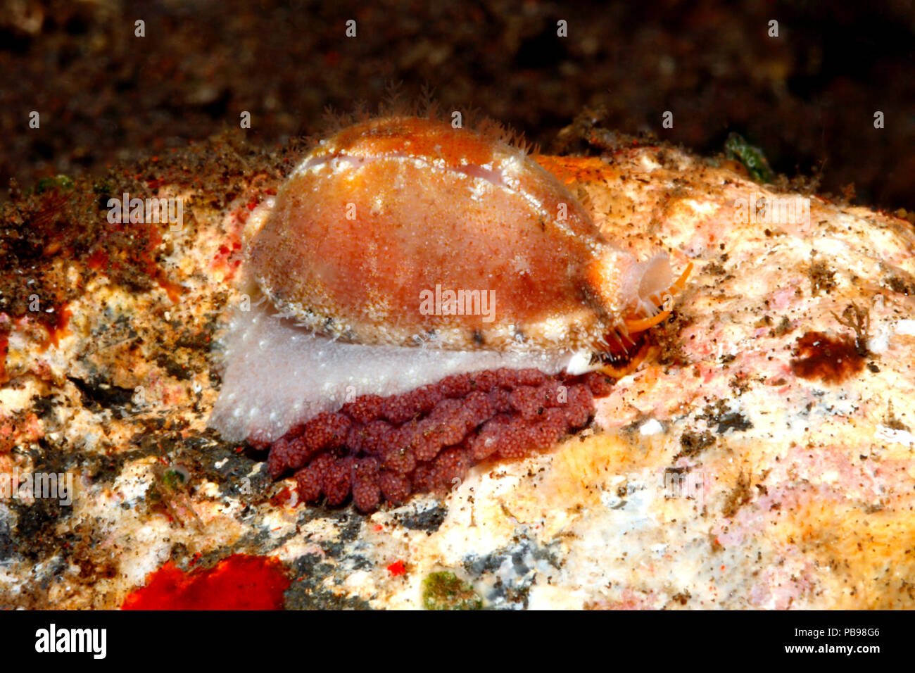 Live Cowry, o guscio Cowrie, Palmadusta contaminata con le uova. Cypraea precedentemente contaminata. Tulamben, Bali, Indonesia. Mare di Bali, Oceano Indiano Foto Stock