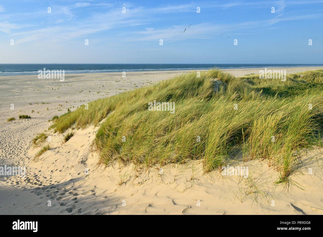 Bordo erboso dune di spiaggia e mare del Nord nella distanza, Juist, Ostfriesische Insel, Frisia orientale, Bassa Sassonia, Germania Foto Stock