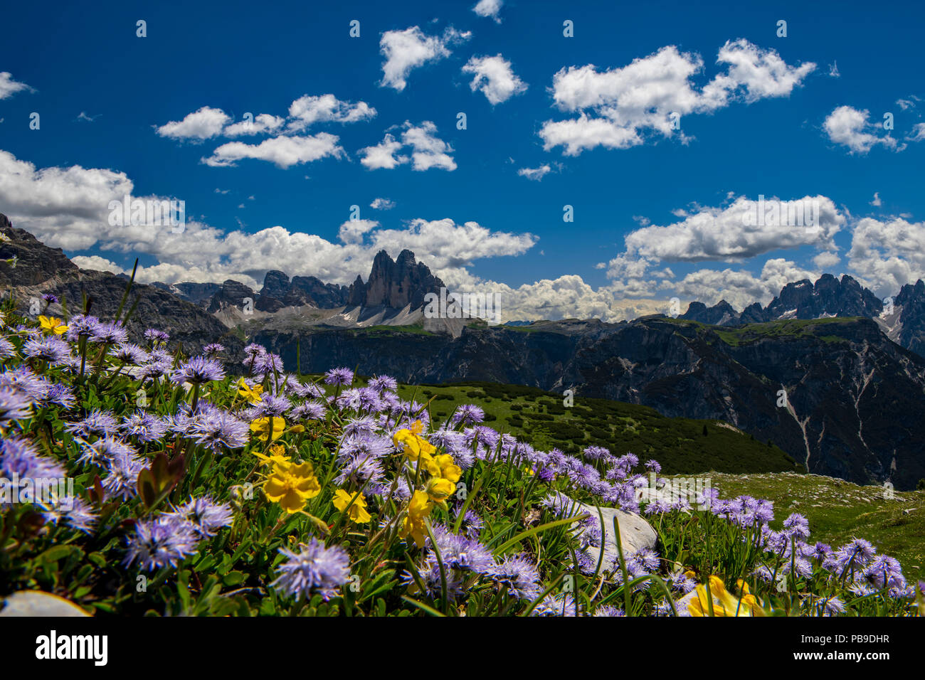 Prato di fiori nella parte anteriore del panorama di montagna, Globularia nudicaulis (Globularia nudicaulis) con tre cime di Lavaredo Foto Stock