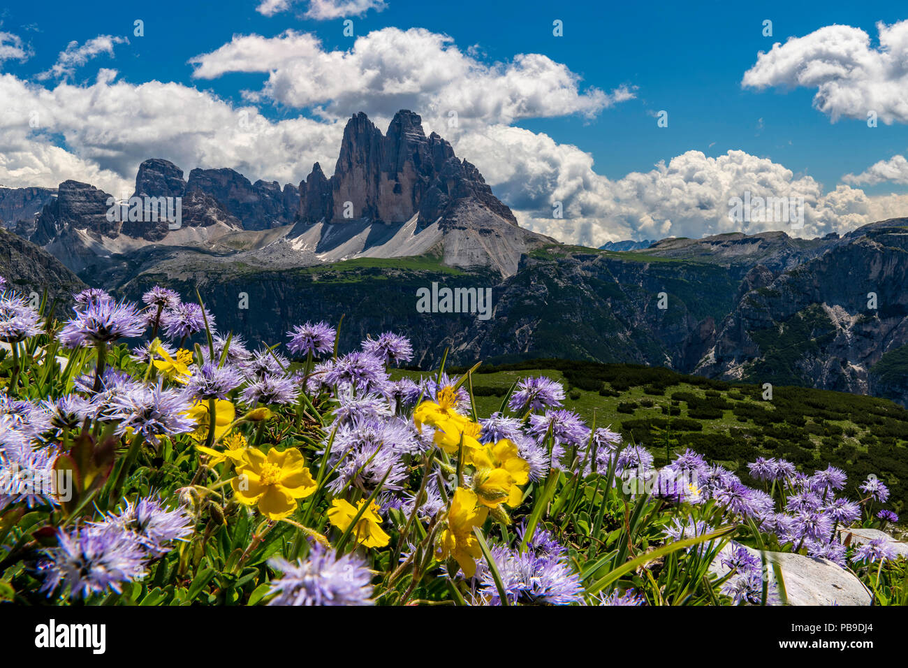 Prato di fiori nella parte anteriore del panorama di montagna, Globularia nudicaulis (Globularia nudicaulis) con tre cime di Lavaredo Foto Stock