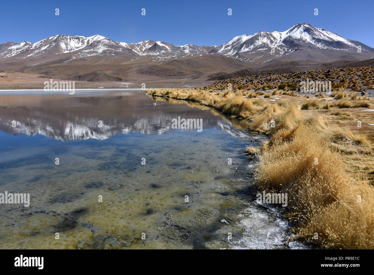 Laguna Cañapa, Superiore delle Ande, Altiplano, Potosi, Uyuni, Bolivia, Sud America Foto Stock