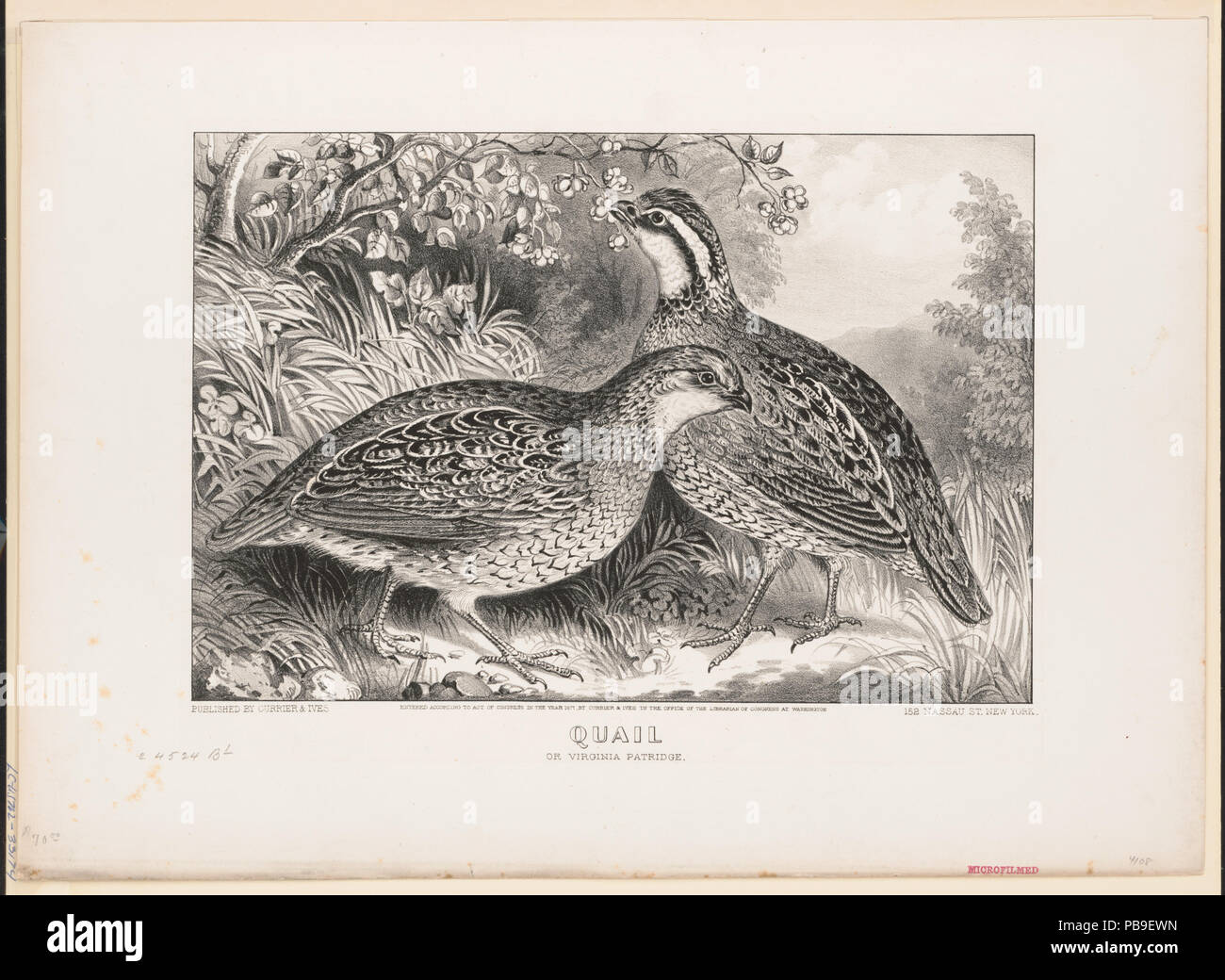 1238 Quaglia- o Virginia partridge LCCN2001703777 Foto Stock 1238 Quaglia- o Virginia partridge LCCN2001703777 Foto Stock