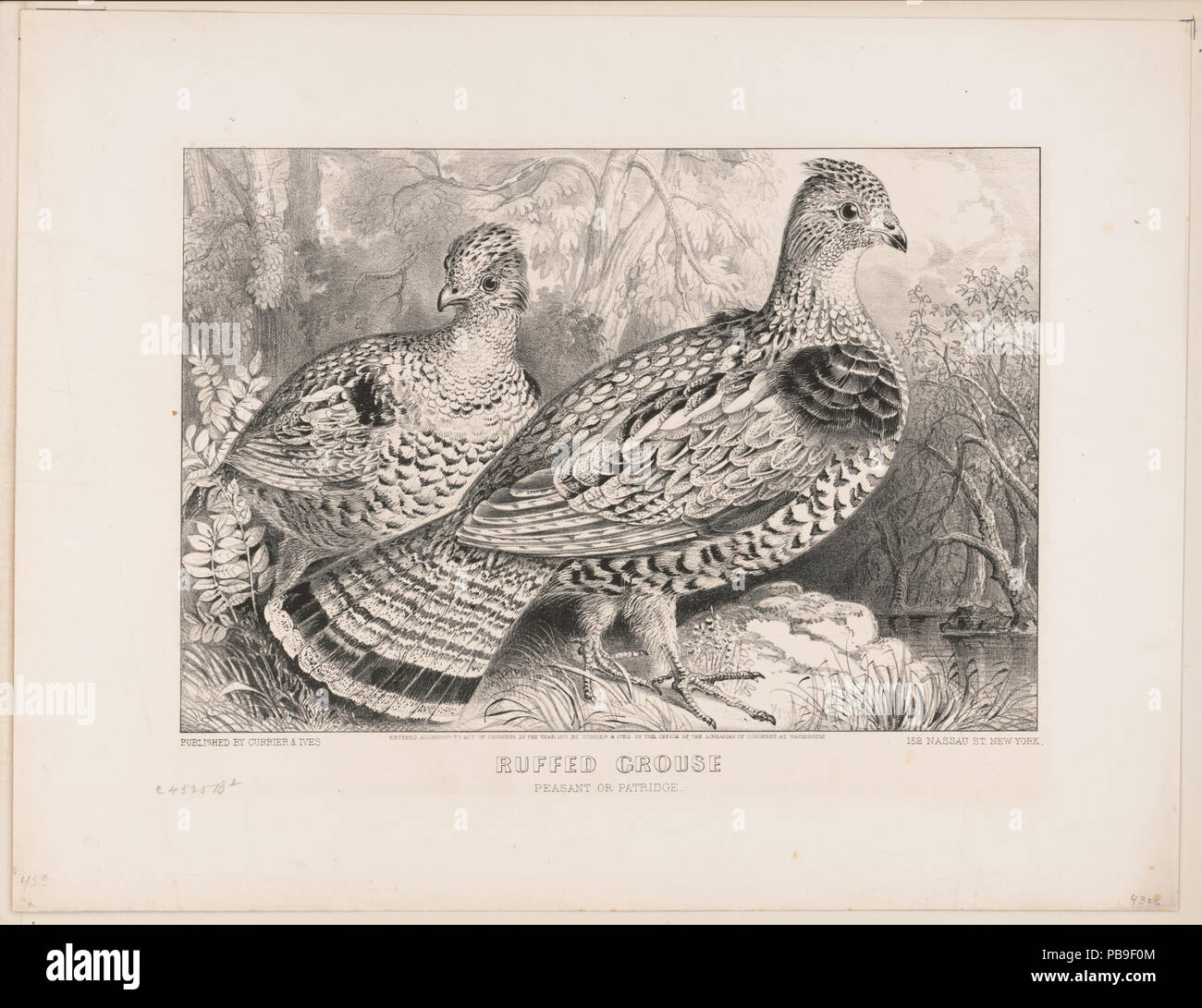 1276 Ruffed grouse - Contadino (cioè, fagiano) o partridge LCCN2001704217 Foto Stock 1276 Ruffed grouse - Contadino (cioè, fagiano) o partridge LCCN2001704217 Foto Stock