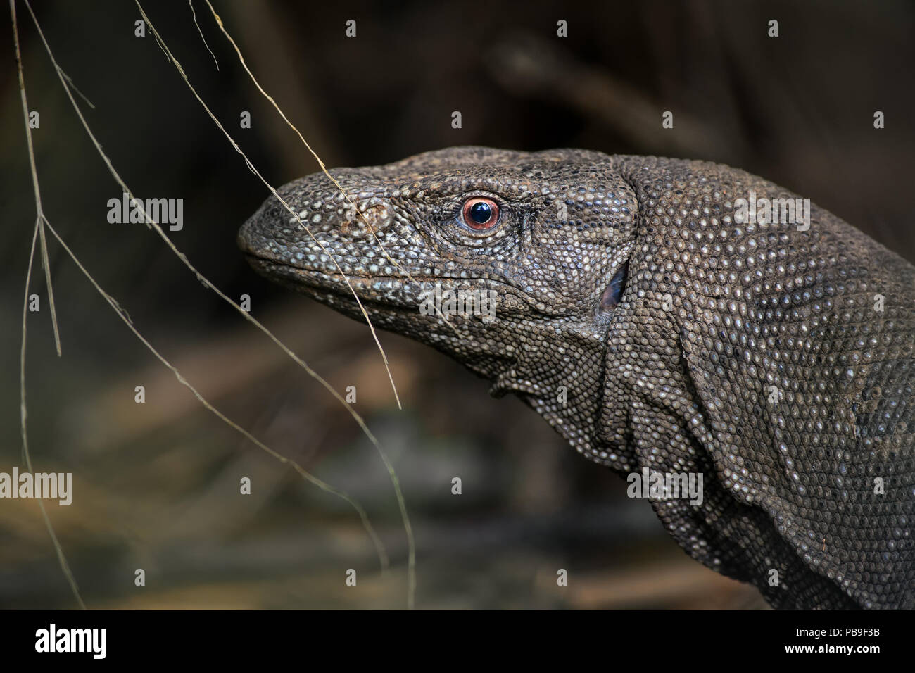 Monitor del Bengala - Varanus bengalensis, grande lizard da Sri Lanka le foreste. Foto Stock