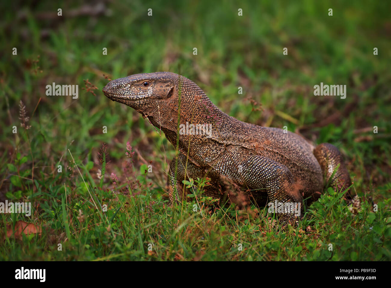 Monitor del Bengala - Varanus bengalensis, grande lizard da Sri Lanka le foreste. Foto Stock