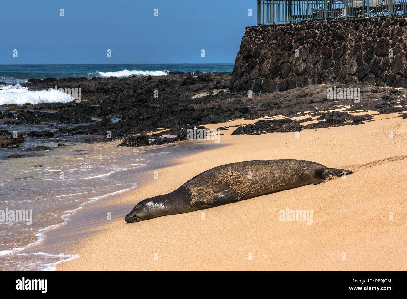 Hawaiian Foca Monaca in appoggio sulla sabbia presso Poipu Beach, Kauai, Hawaii Foto Stock