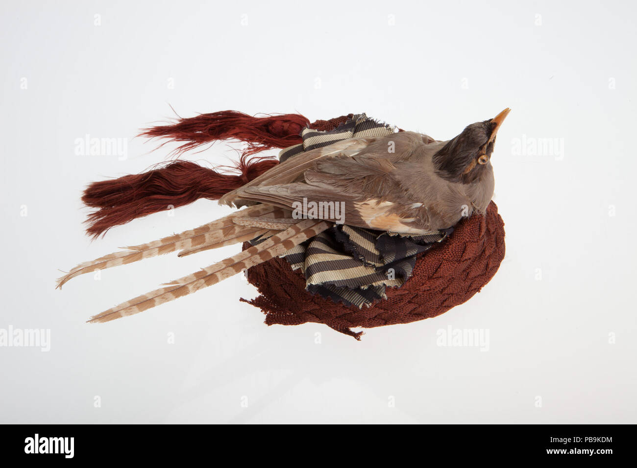 1867 Donne del piccolo Hat con uccello marrone Foto Stock