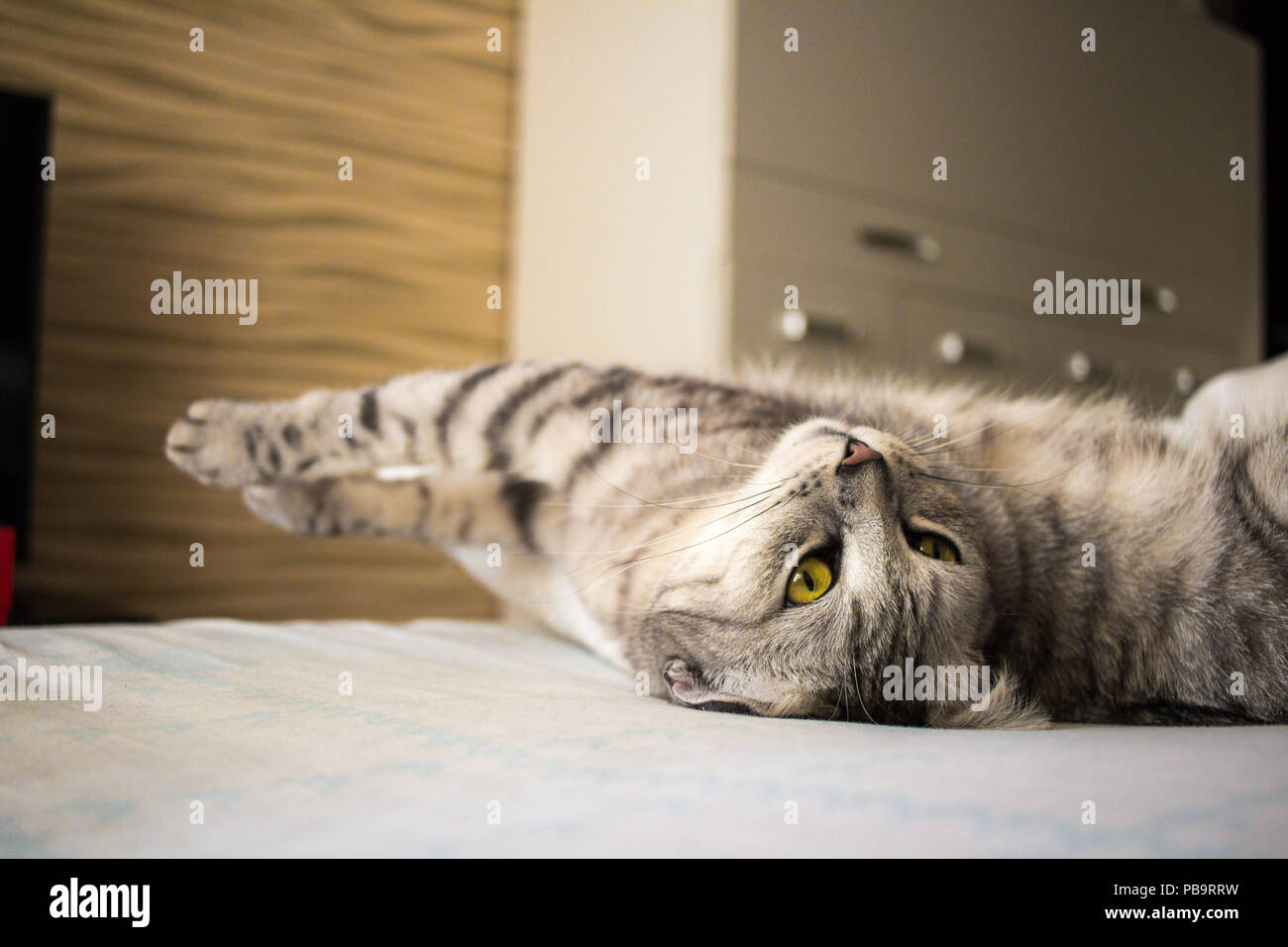 Grigio scozzese simpatico gatto sdraiato sul divano e stretching Foto Stock