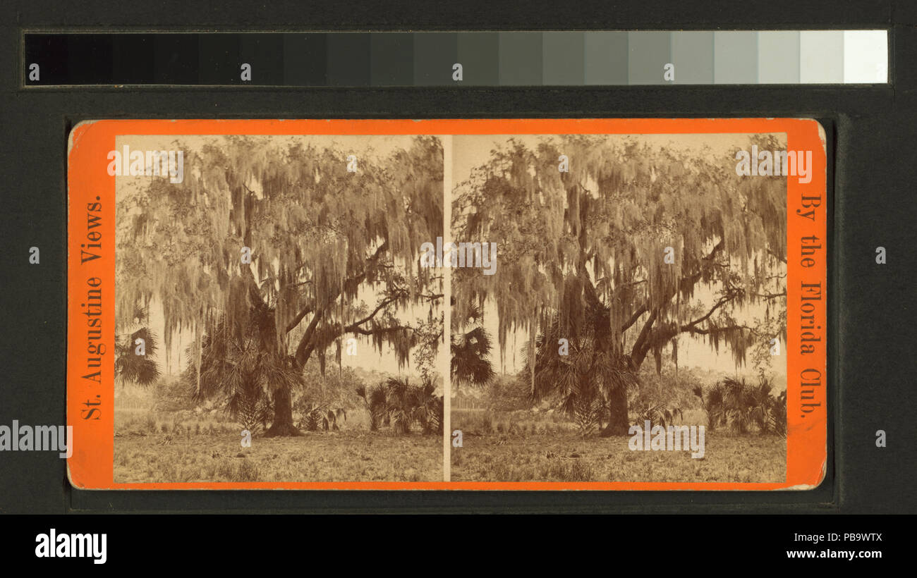 928 Live Oak coperte di muschio. Sul fiume del St Johns, vicino a mandarino (NYPL B11707402-G90F126 016F) Foto Stock