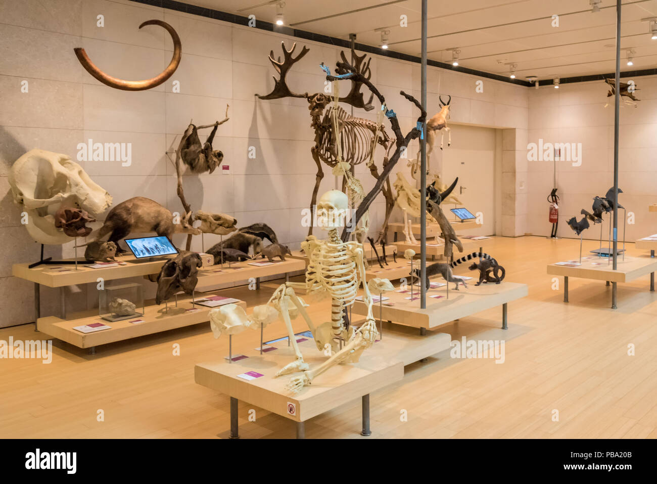 Muse - Museo della Scienza - Trento nel nord Italia - spazi interni del famoso museo interattivo delle scienze naturali di Trento ha progettato Renzo piano Foto Stock