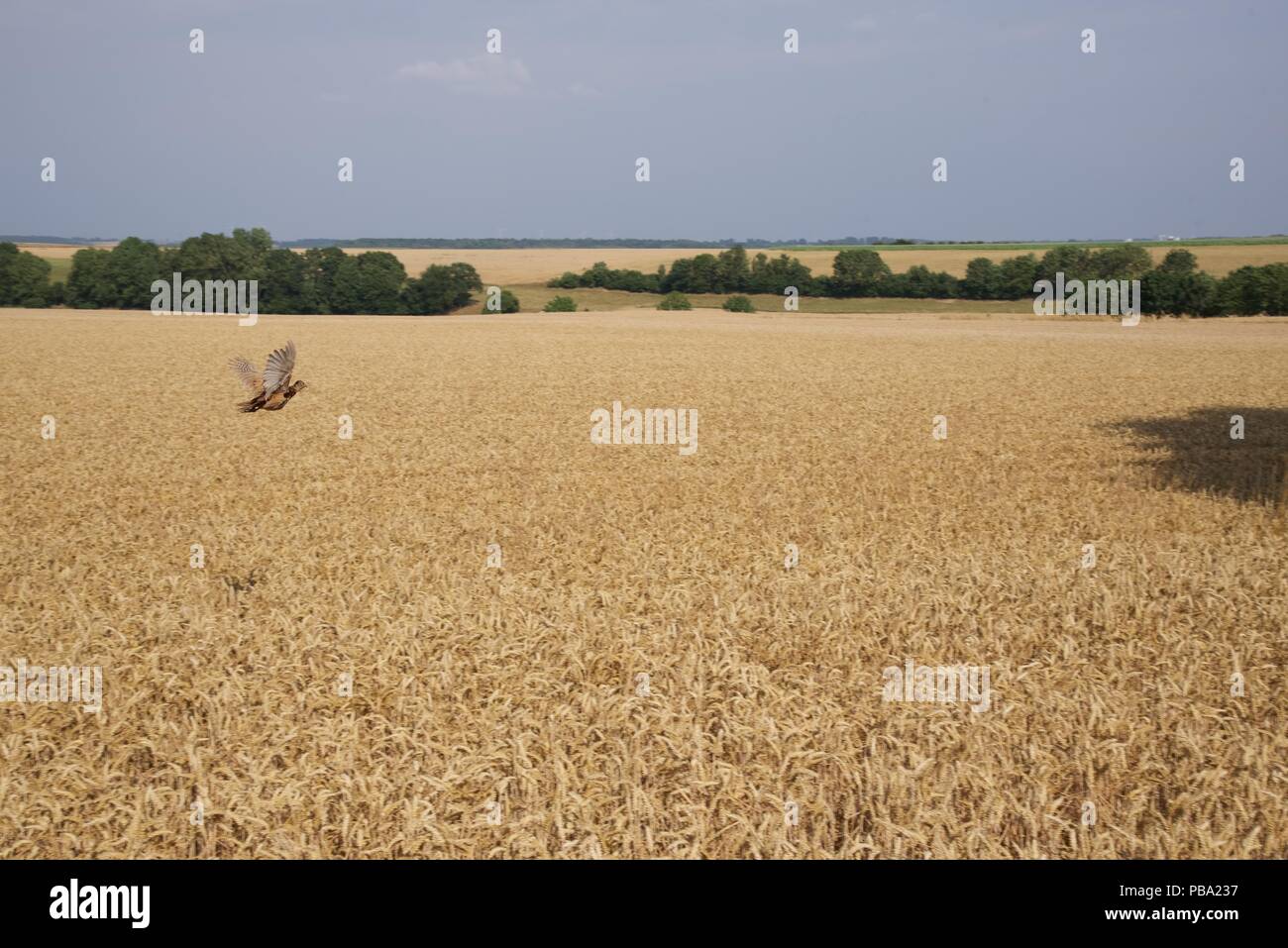 La raccolta di frumento: l'estate del 2018 e le colture di Pas-de-Calais sono quindici giorni di anticipo rispetto al normale, una raffica di attività deriva per raccogliere il grano Foto Stock