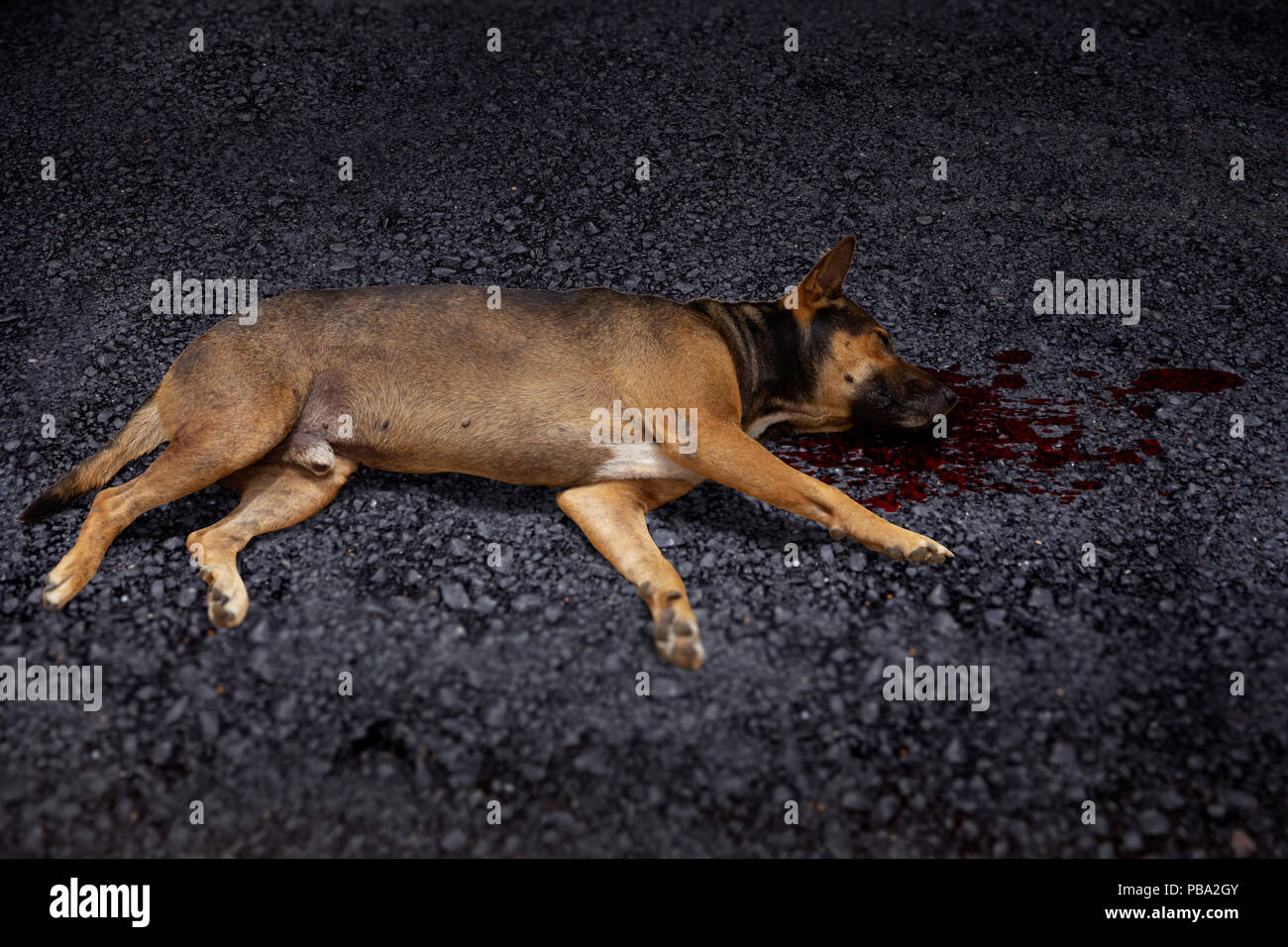 La morte del cane da colpire auto sulla strada Foto Stock