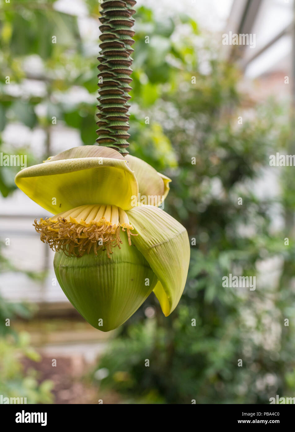 L'infiorescenza di una fibra giapponese banana (Musa basjoo) in un giardino. Foto Stock