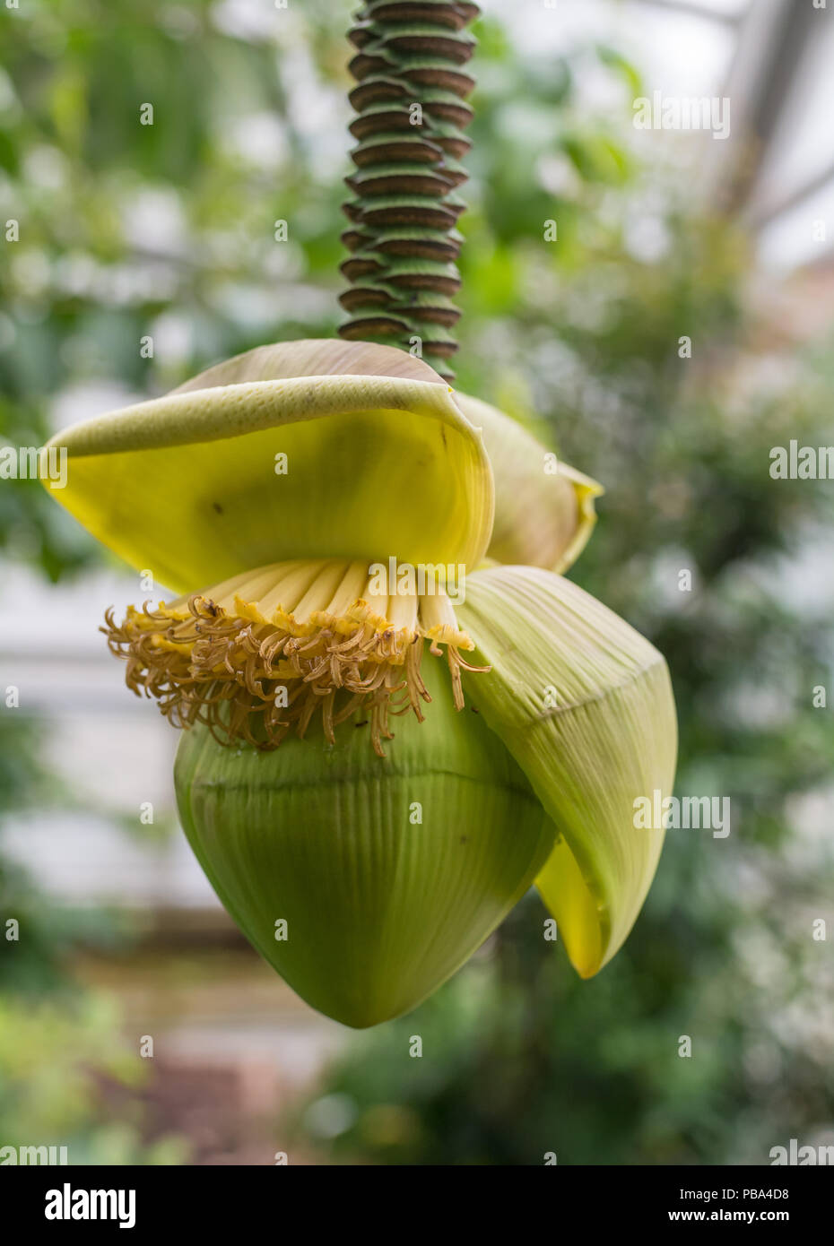 L'infiorescenza di una fibra giapponese banana (Musa basjoo) in un giardino. Foto Stock