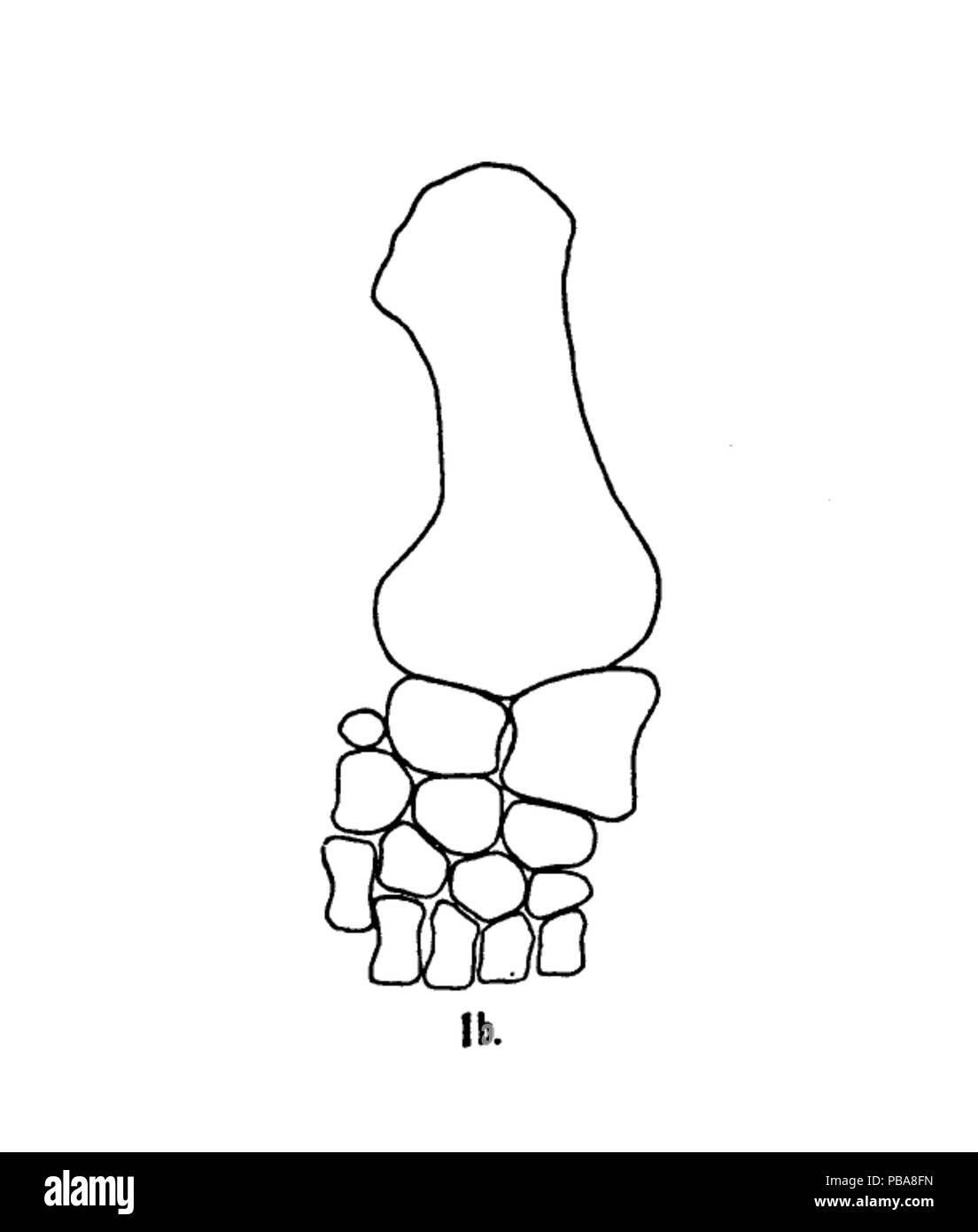 1071 Muraenosaurus leedsi racchetta Foto Stock