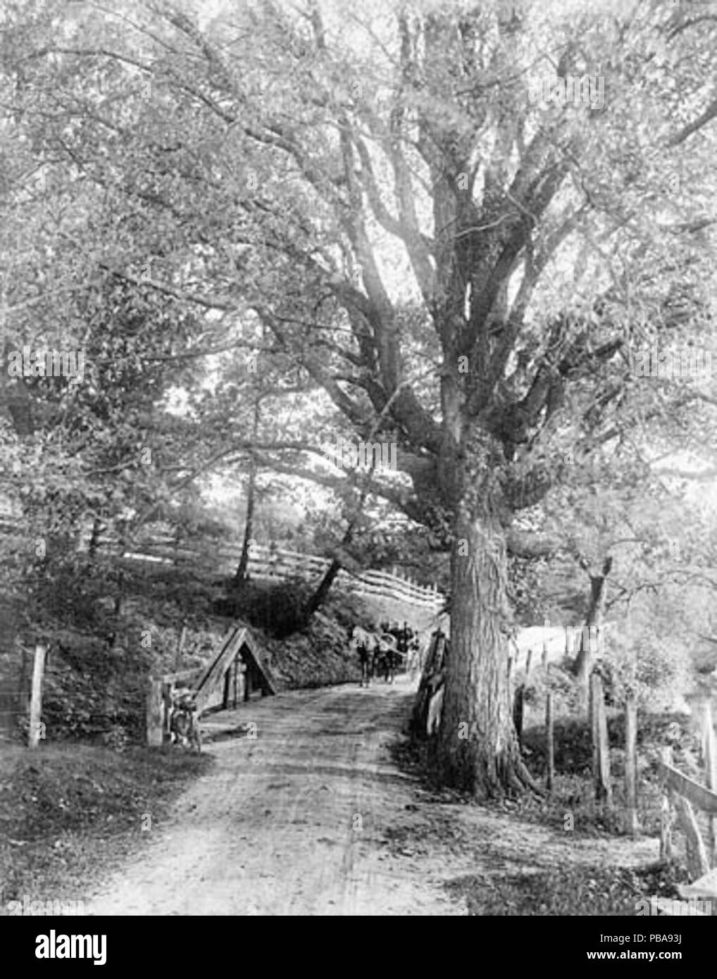 1086 Neath altezzosi Querce Foto Stock