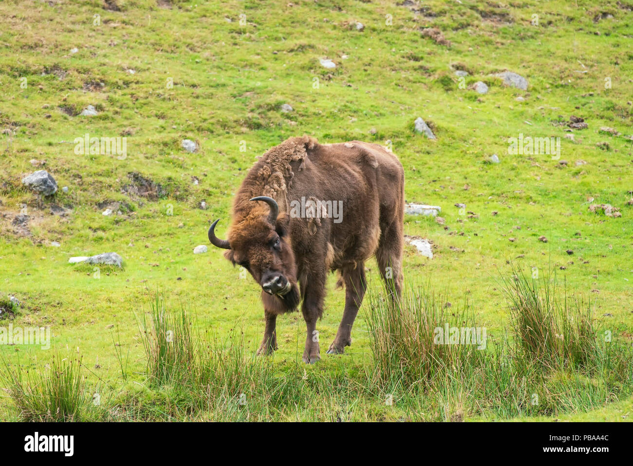 Il bisonte europeo, Bison bonasus,parte di un piccolo programma di riproduzione in cattività nel Regno Unito, prese con teleobiettivo. Foto Stock