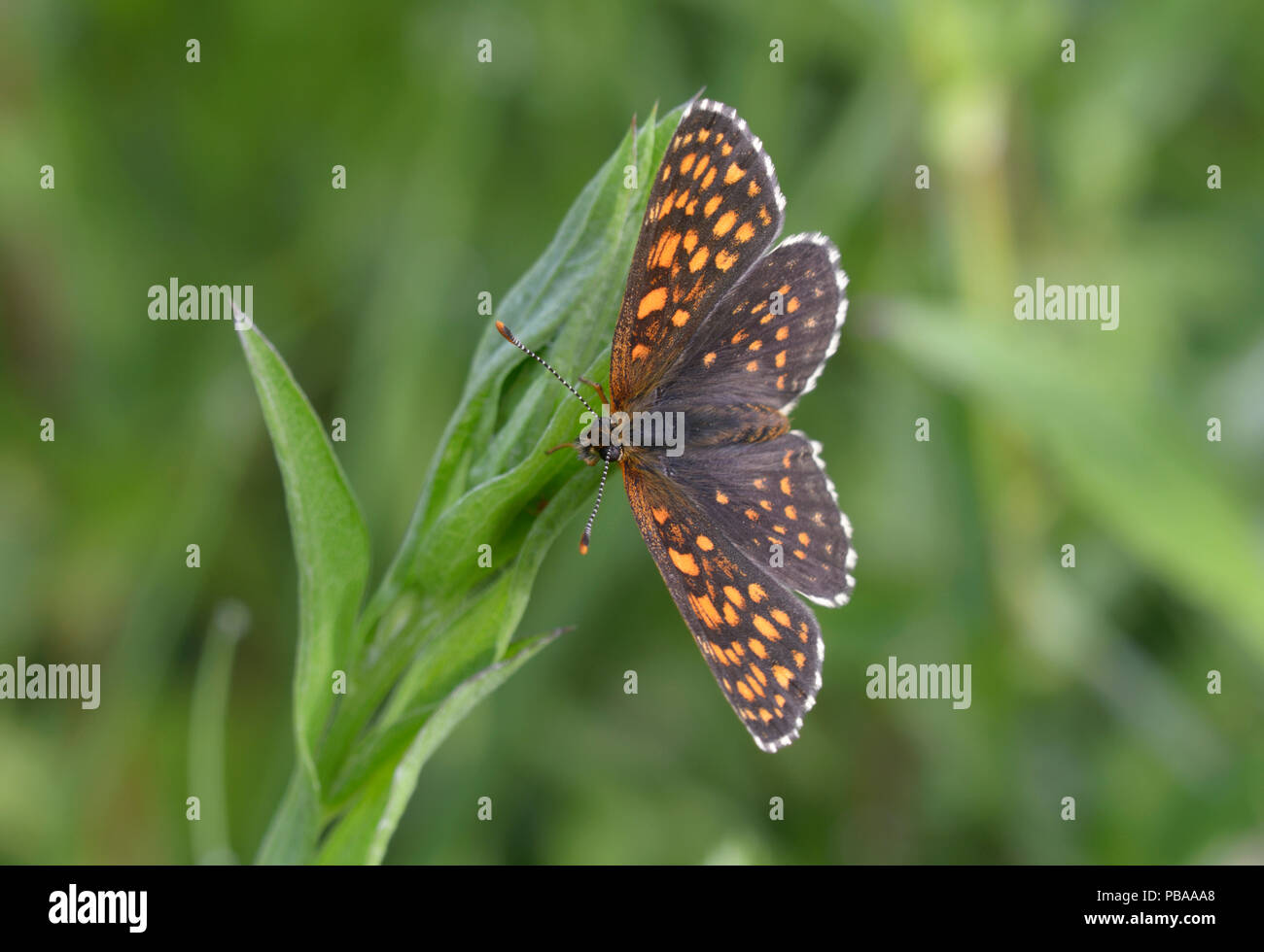 Brush-footed butterfly, Melitaea, seduto su un impianto di stelo nella parte anteriore di uno sfondo sfocato Foto Stock
