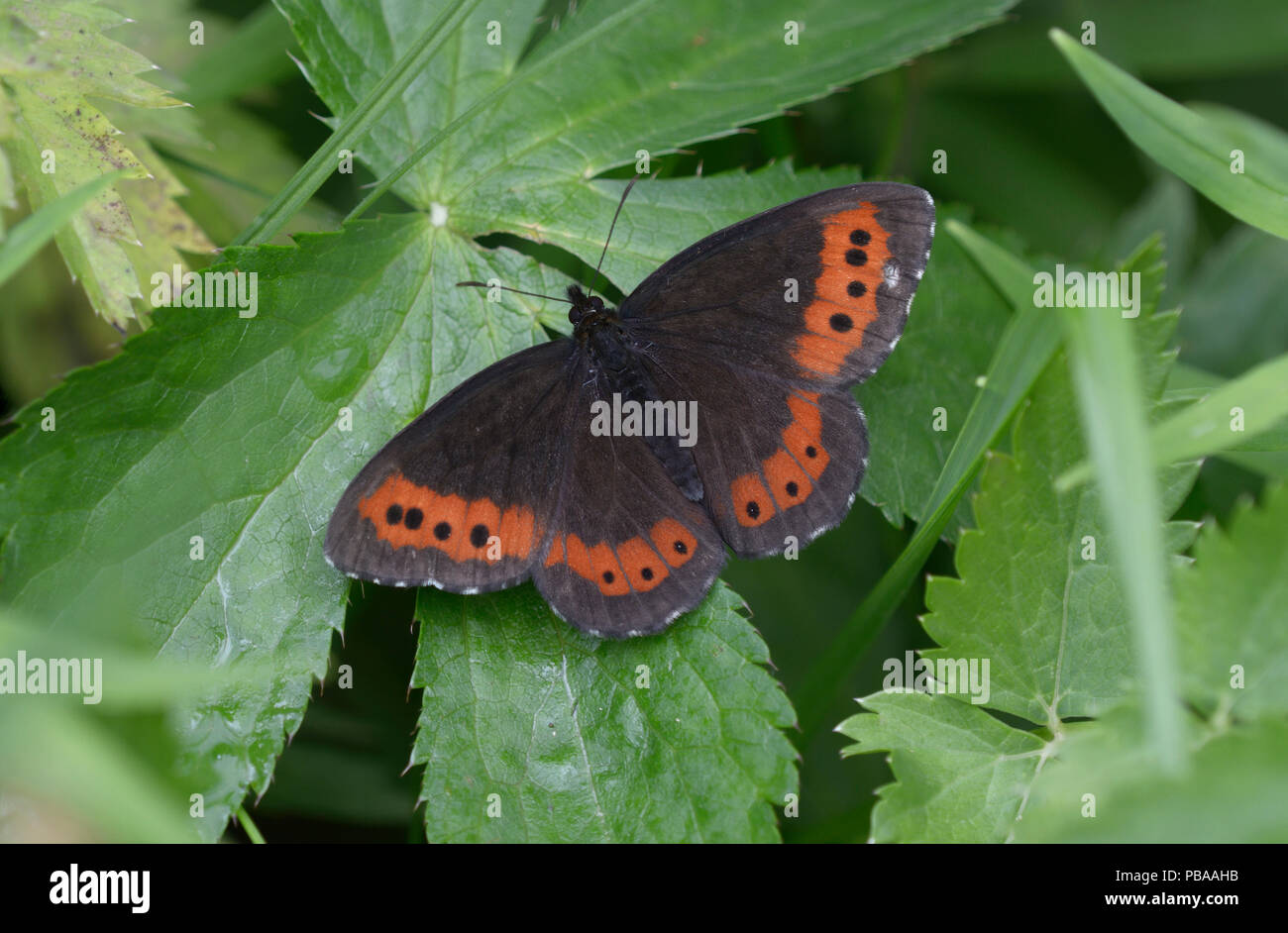 Farfalla nera con red-spotted ali seduto su una foglia verde Foto Stock