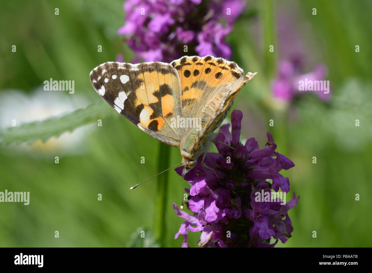 Giallo farfalla con black-spotted ali alimentando il nettare da un imporpori fiore selvatico Foto Stock