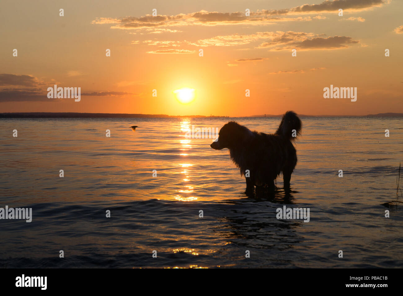 Golden Retriever e un piccolo uccello, mare sole insieme Foto Stock