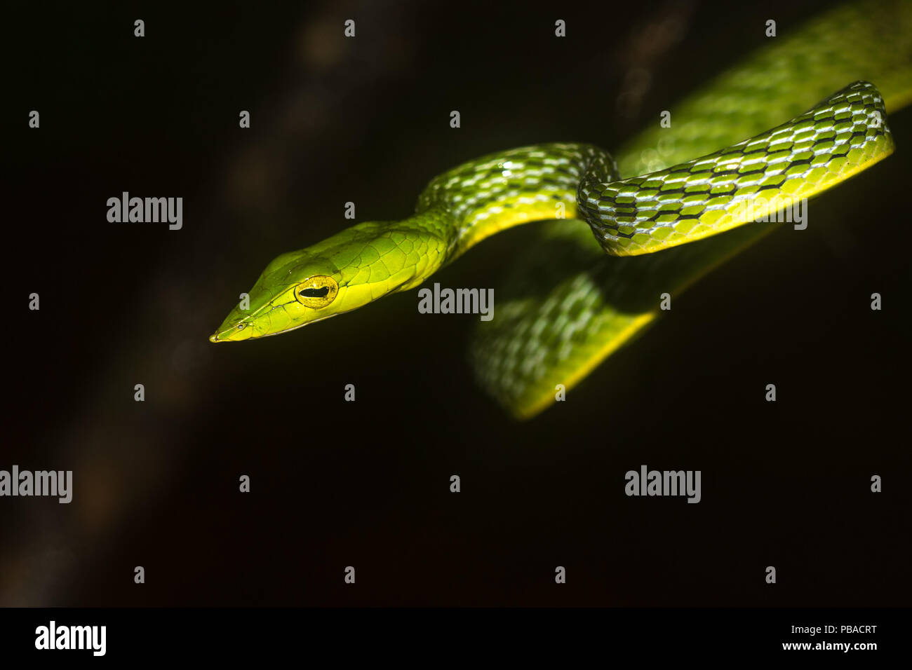Vite verde serpente Foto Stock